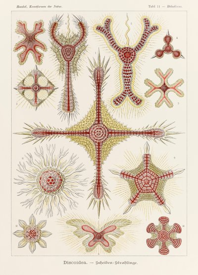 Plate 11 Heliodiscus Discoidea fra 