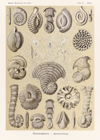 Plate 12 Miliola Talamophora fra 