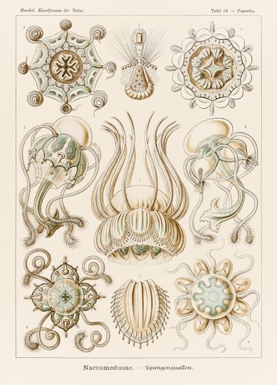 Plate 16 Pegantha Narcomedusae fra 