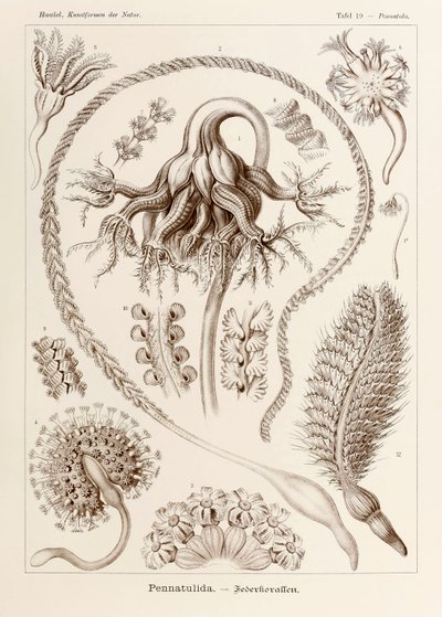 Plate 19 Pennatula Pennatulida fra 'Kunstformen der Natur' (Art Forms in Nature) illustrert av Ernst Haeckel (1834-1919) av Ernst Haeckel