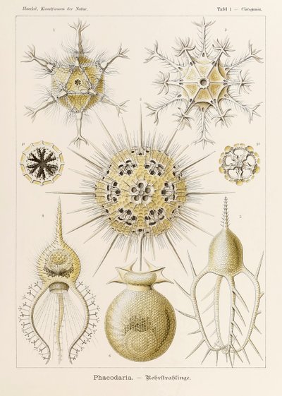Plate 1 Circogonia Phaeodaria fra 