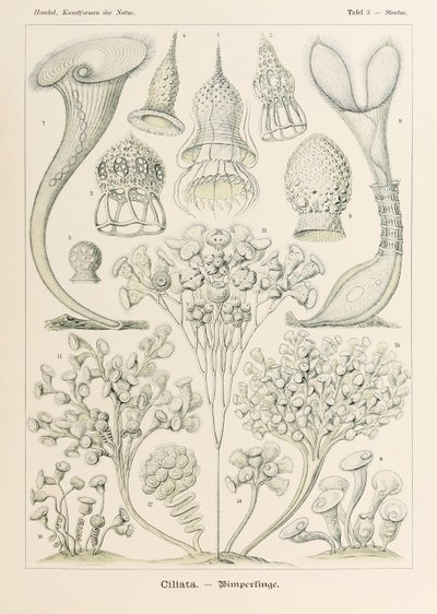 Plate 3 Stentor Ciliata fra 