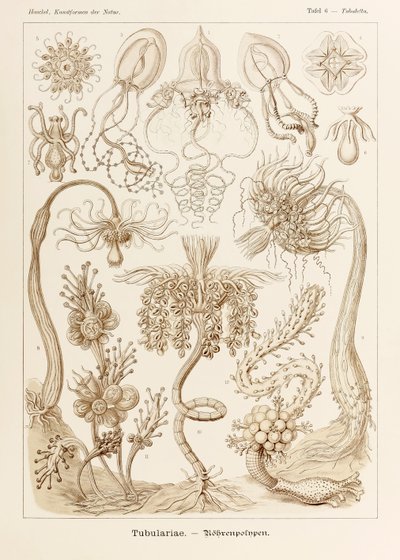 Plate 6 Tubuletta Tubulariae fra 
