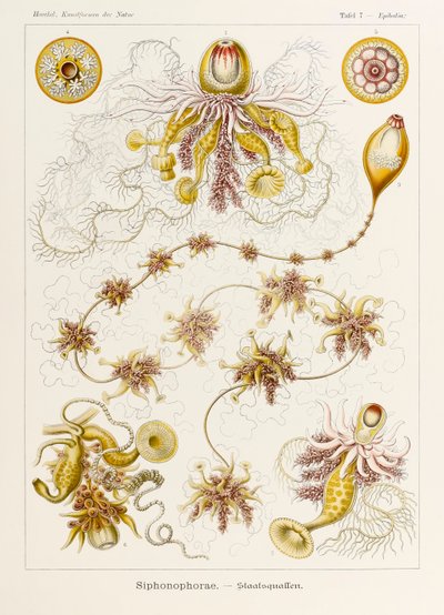 Plate 7 Epibulia Siphonophorae fra 