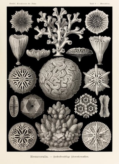 Plate 9 Maeandrina Hexacoralla fra 