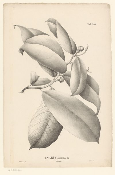 Grein med blader og blomsterknopper Uvaria Ovalifolia (tittel på objekt) av Ernst Philipp Sixtus
