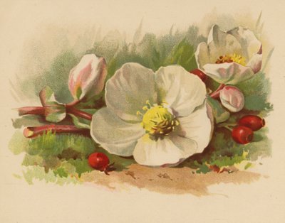Julerose og bær (chromolitho) av Ethel C. Nisbet
