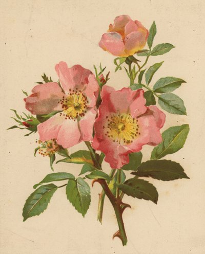 Hunderoser (chromolitho) av Ethel C. Nisbet