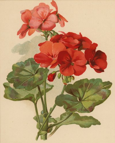 Geranium (chromolitho) av Ethel C. Nisbet