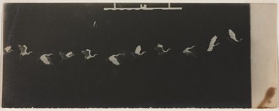 Kronofotografi av en flyvende hegre av Etienne Jules Marey
