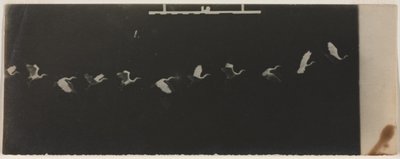 Kronofotografi av en flyvende hegre. av Etienne Jules Marey