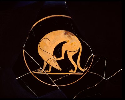 Attic rødfigurskopp med hund som klør seg i øret med et bakbein, inni tondo, 500-tallet f.Kr. av Euergides painter