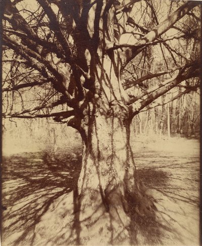 Bøk (Garche) av Eugène Atget