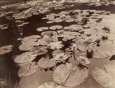 Vannliljer (Bagatelle) av Eugène Atget