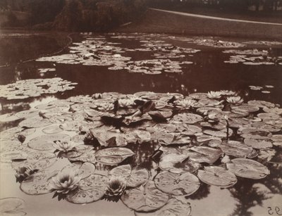 Vannliljer av Eugène Atget