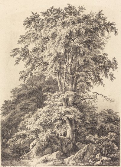 Beech Grove, 1840. av Eugene Bléry