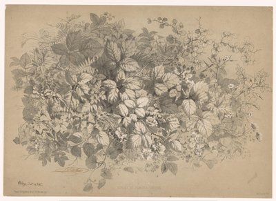 Bramen og andre planter Brambles og ulike planter (tittel på objekt) Planten en bloemen (serietittel) Industriell guide hentet fra naturen og litografiert av Bléry (serietittel) av Eugene Bléry