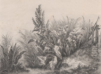 Great Water Dock Plant, 1840. av Eugene Bléry