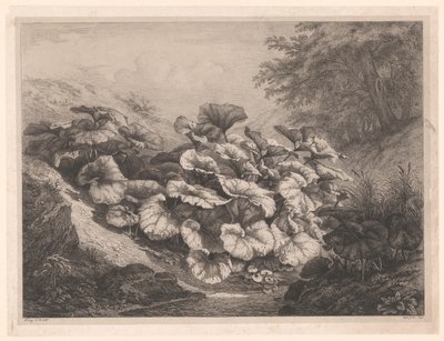 Groot hoefblad De store coltsfoots Vier grote plante soorten (serietittel) De fire store plantene (serietittel) av Eugene Bléry