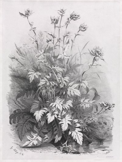Grupper av forskjellige planter tegnet etter naturen: nr. 7 av Eugene Bléry