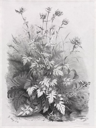 Grupper av forskjellige planter tegnet etter naturen: nr. 7, 1848. av Eugene Bléry