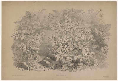Klaverzuring i pelargonier Oxalis, geranium (tittel på objekt) Planten en bloemen (serietittel) Industriell guide hentet fra naturen og litografiert av Bléry (serietittel) av Eugene Bléry