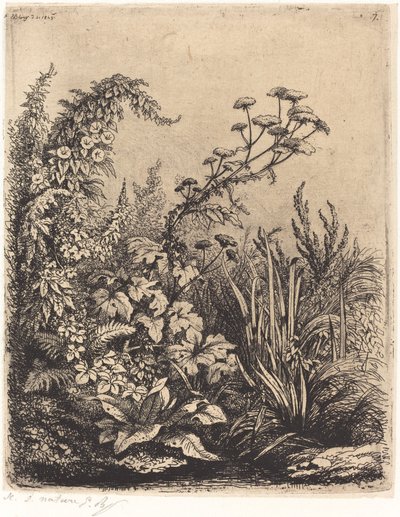 La petite berle aux liserons Liten vannpastinakk med bindweed, utgitt 1849. av Eugene Bléry