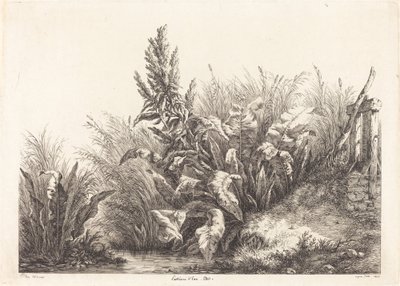 Water Patience, Study (Study of a Patience-Dock) av Eugene Bléry