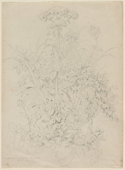 Plantestudie av Eugene Bléry