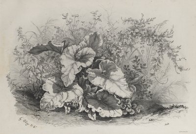 Plantestudie fra gruppe forskjellige planter tegnet og litografert etter naturen..., 1848. av Eugene Bléry