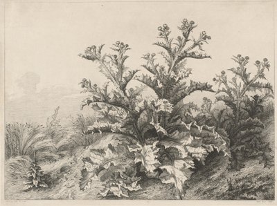 The Great Thistle (Le Grand Chardon) av Eugene Bléry
