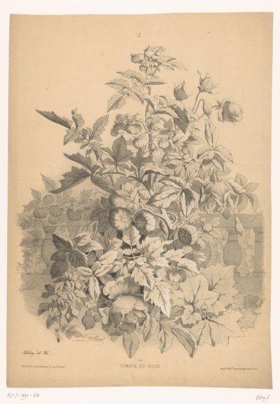 Tomat i rosan Tomat og rose (tittel på objekt) Planten en bloemen (serietittel) Industriell guide hentet fra naturen og litografiert av Bléry (serietittel) av Eugene Bléry
