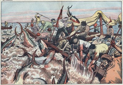 Tunfiskfiske i Tunisia - Tunfisk fanges i det siste garnet kjent som "corpo", klekkes ut med hoggtenner og slenges i fiskebåten. Illustrasjon av Damblans. I "" Le Pelerin"" av 30. august av Eugene Damblans