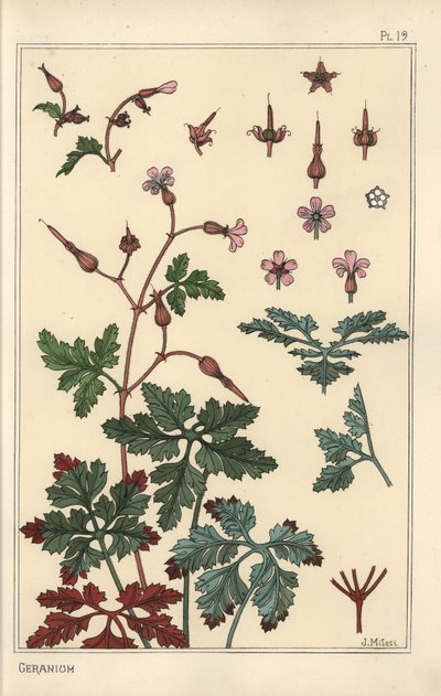 Botanisk illustrasjon av en geraniumblomst, kronblader, blader av Eugene Grasset