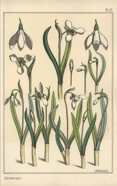 Botanisk illustrasjon av en snøklokke, Galanthus nivalis av Eugene Grasset