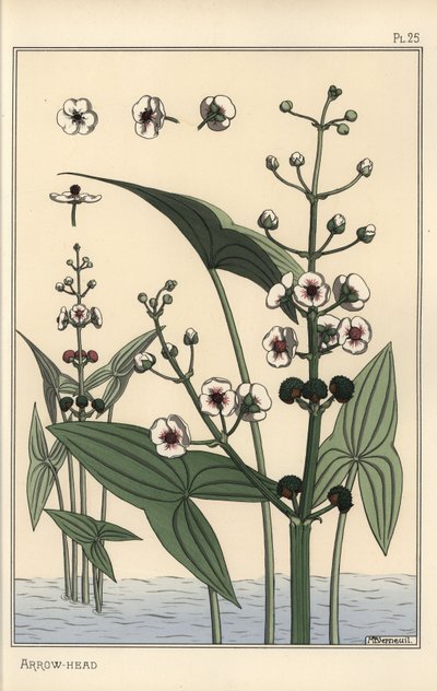 Botanisk illustrasjon av pilspissen, Sagittaria sagittifolia av Eugene Grasset