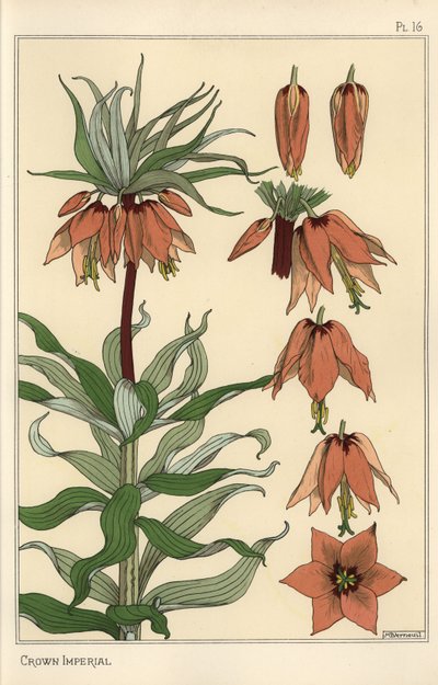 Botanisk illustrasjon av den keiserlige kronen, Fritillaria imperialis av Eugene Grasset