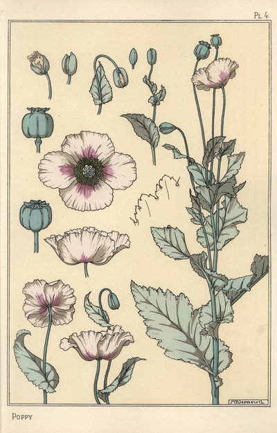 Botanisk illustrasjon av valmuen, med blomsterdeler, opiumsbelg av Eugene Grasset