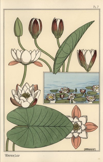 Vannliljen, Nelumbo lutea og blomsterdeler av Eugene Grasset