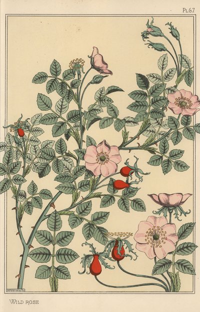 Villrose botanisk studie av Eugene Grasset