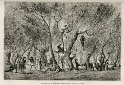Samlingen av oliven i Amphissa-regionen, tegning av E.Guillaume, for å illustrere historien om Henri Belle: Voyage en Greece av Eugene Guillaume