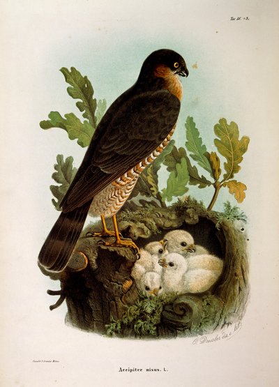 Illustrasjon fra Eugenio Bettonis "Natural History of Birds that Nest in Lombardia" som representerer eurasian Sparrowhawk Accipiter nisus, av Oscar Dressler av Eugenio Bettoni, Oscar Dressler