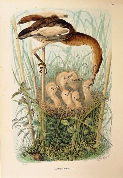 Illustrasjon fra Eugenio Bettonis "Natural History of Birds that Nest in Lombardia" som representerer Little Bittern Ixobrychus minutus, av Oscar Dressler av Eugenio Bettoni, Oscar Dressler