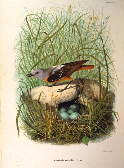 Illustrasjon fra Eugenio Bettonis "Natural History of Birds that Nest in Lombardia" som representerer Rock Thrush Monticola saxatilis hunn etter reir, av Oscar Dressler av Eugenio Bettoni, Oscar Dressler