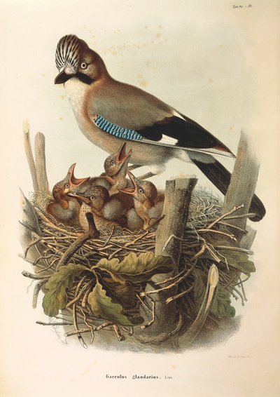 Illustrasjon fra Eugenio Bettonis "Natural History of Birds that Nest in Lombardia" som representerer den eurasiske Jay Garrulus glandarius, av Oscar Dressler av Eugenio Bettoni, Oscar Dressler