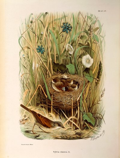 Illustrasjon fra Eugenio Bettonis "Natural History of Birds that Nest in Lombardia" som representerer Whitethroat Sylvia communis eller cinerea, av Oscar Dressler av Eugenio Bettoni, Oscar Dressler