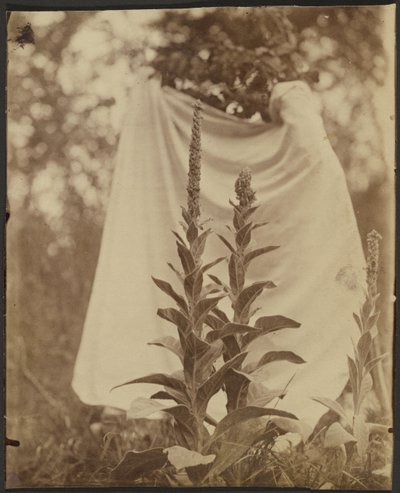  av Eugène Atget
