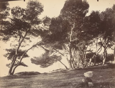 Cannes, øya Saint Honorat av Eugène Atget