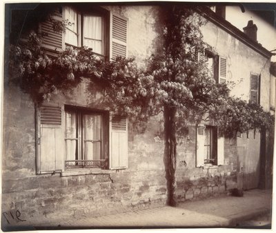 Glycin (Wisteria), Ch?tillon av Eugène Atget