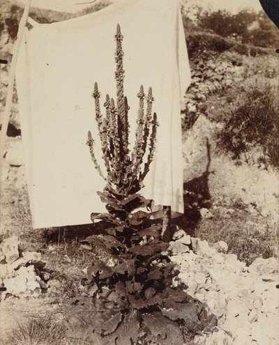 Mullein i blomst av Eugène Atget
